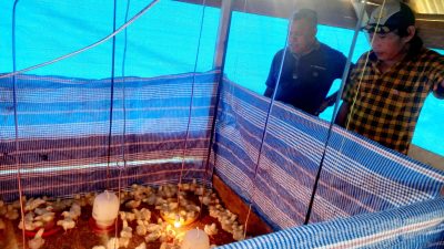 Kades Kabawa Kole Realisasikan Program Budidaya Ayam Pedaging untuk Warga