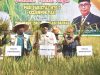 Meski Elnino, Pj. Bupati Buton Panen Raya Padi dan Cabai di Kapontori