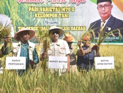 Meski Elnino, Pj. Bupati Buton Panen Raya Padi dan Cabai di Kapontori