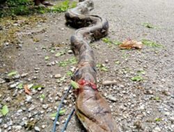 Cerita Warga Buton, Tangkap Ular Piton Pakai cara Mistis