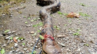 Cerita Warga Buton, Tangkap Ular Piton Pakai cara Mistis