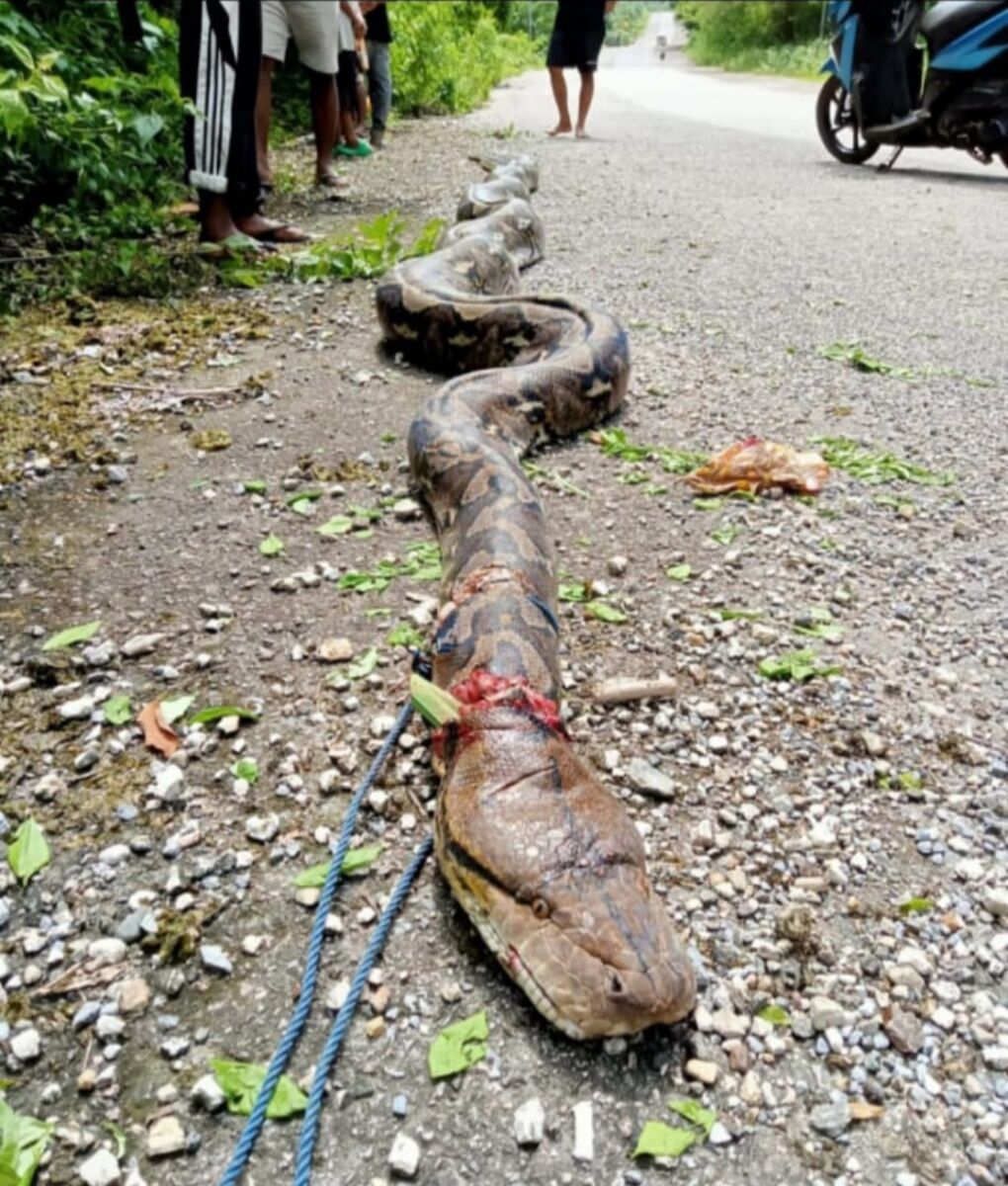 Cerita Warga Buton, Tangkap Ular Piton Pakai cara Mistis