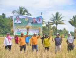 Pemkab Buton Panen Padi di Kapontori