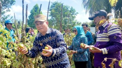 Pj Bupati Buton bersama Ketua TP PKK Panen Tomat dan Tanam Cabai di BPP Siotapina