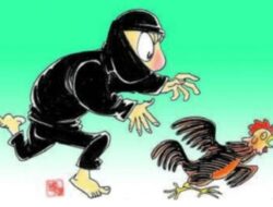 Marak Maling Ayam di Batumotongka, Warga Resah