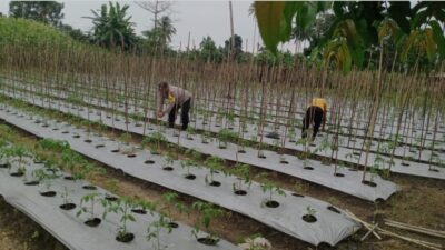 Dukung Ketahanan Pangan, Bhabinkamtibmas Kapontori Bantu Warga Menanam