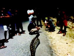 Makan Ternak Kambing, Ular Piton Sepanjang 5 Meter Ditangkap Warga Laburunci