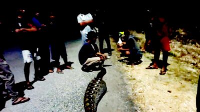 Makan Ternak Kambing, Ular Piton Sepanjang 5 Meter Ditangkap Warga Laburunci Makan Ternak Kambing, Ular Piton Sepanjang 5 Meter Ditangkap Warga Laburunci