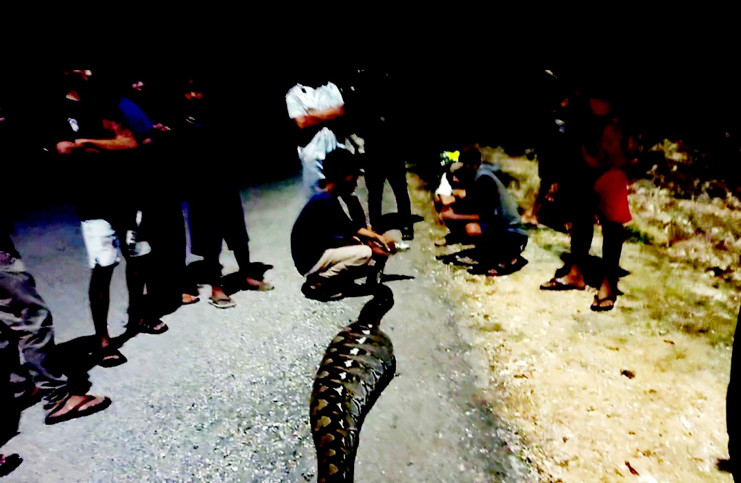 Makan Ternak Kambing, Ular Piton Sepanjang 5 Meter Ditangkap Warga Laburunci