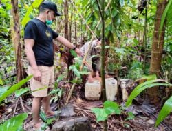 Operasi Pekat, Polres Buton Berhasil Amankan Ratusan Liter Miras Tradisional