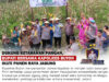 Bupati Bersama Kapolres Buton Panen Raya Jagung di Desa Siomanuru