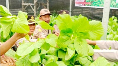 Kapolres Buton Panen “Sawi” Bersama Warga