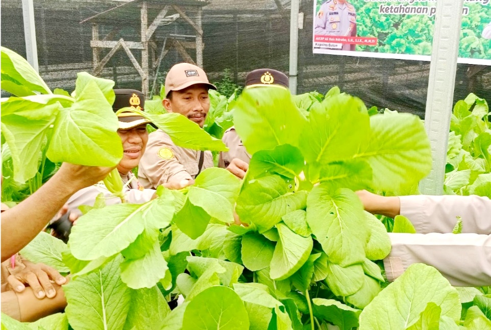 Kapolres Buton Panen “Sawi” Bersama Warga