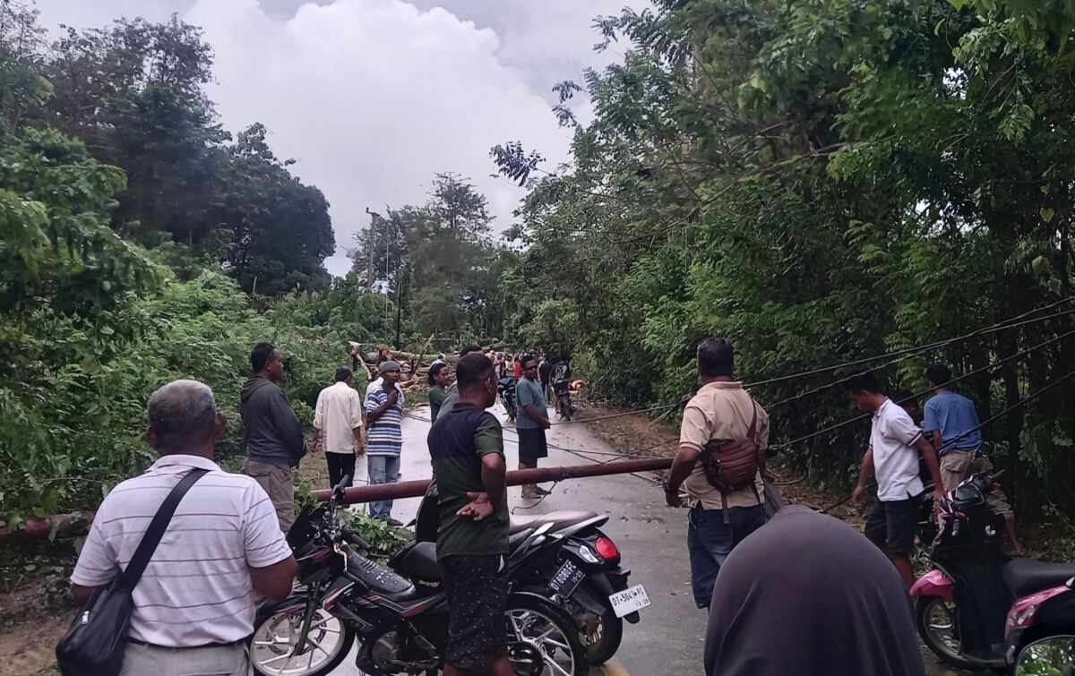 Pohon Tumbang dan Tiang Listrik Roboh, Akses Jalan Nyaris Lumpuh di Wolowa