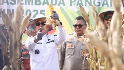 Gubernur Sultra Hadiri Panen Raya Jagung Serentak di Konawe Selatan