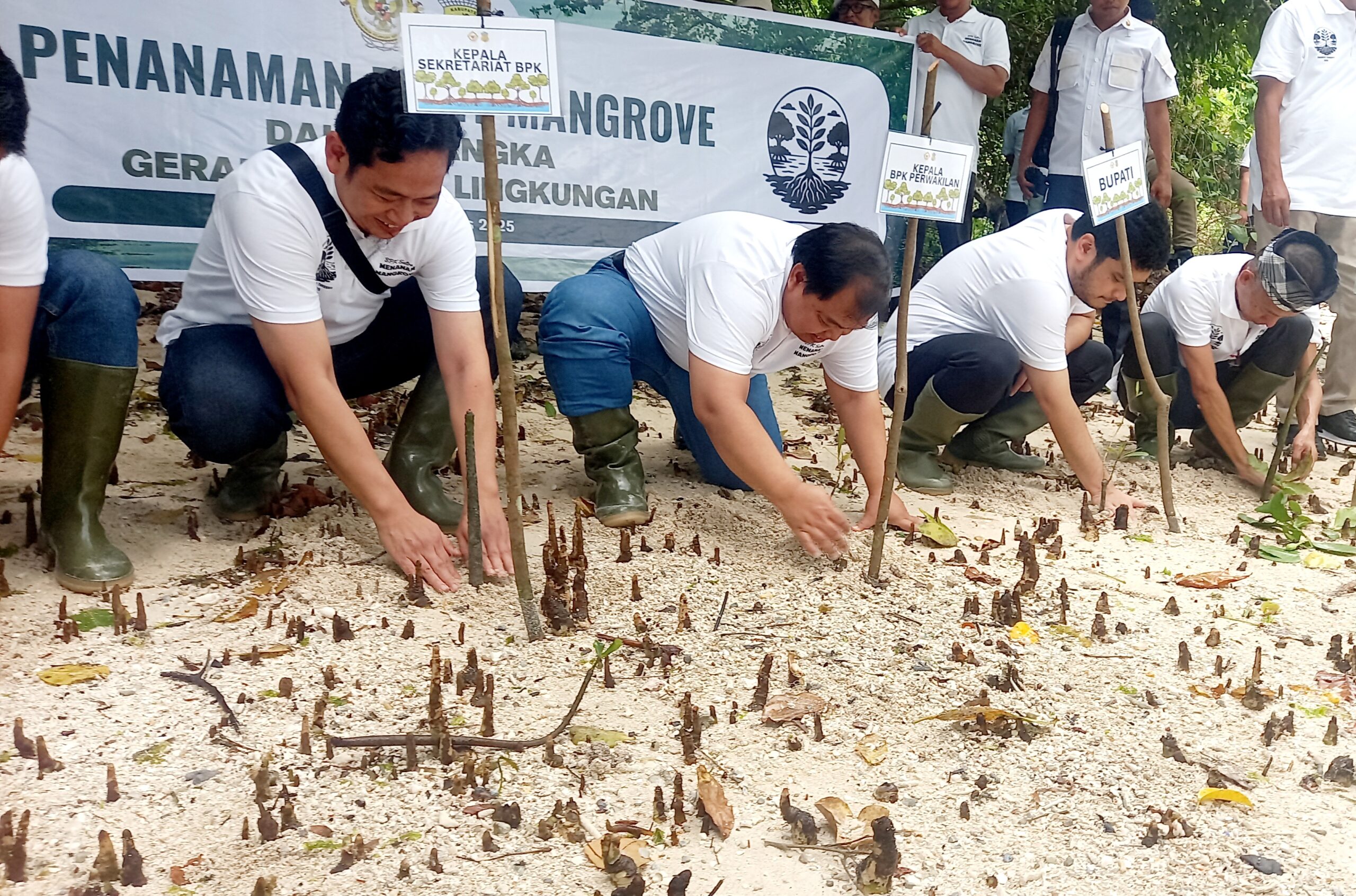 Peduli Lingkungan, Ketua BPK RI Perwakilan Sultra Tanam Mangrove di Buton Peduli Lingkungan, Ketua BPK RI Perwakilan Sultra Tanam Mangrove di Buton