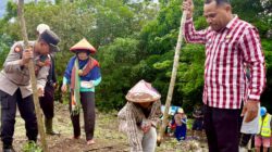 Wujudkan Ketahanan Pangan, Polsek dan Pemcat Wabula Tanam Jagung Wujudkan Ketahanan Pangan, Polsek dan Pemcat Wabula Tanam Jagung