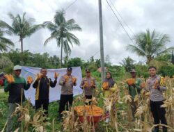 Kapolsek Kapontori Panen Jagung Bersama Masyarakat