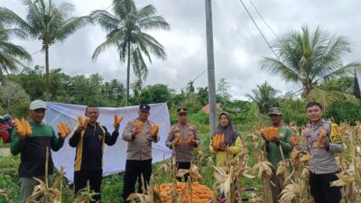 Kapolsek Kapontori Panen Jagung Bersama Masyarakat