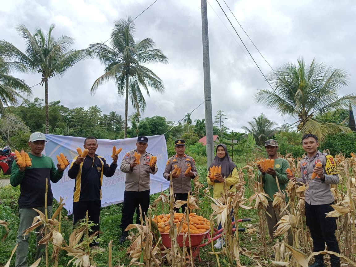 Kapolsek Kapontori Panen Jagung Bersama Masyarakat