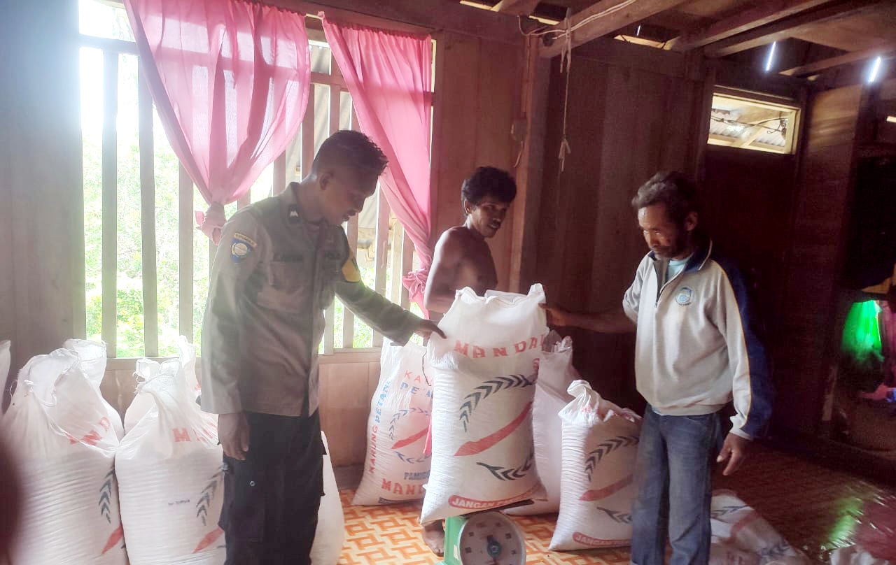 Bhabinkamtibmas Desa Waoleona Pantau Hasil Panen Jagung Milik Warga Binaan