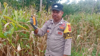 Dukung Ketahanan Pangan, Bhabinkamtibmas Desa Wajah Jaya Pantau Perkembangan Tanaman Jagung Warga Binaan