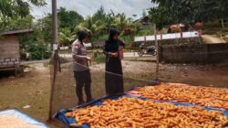 Dukung Para Petani Jagung, Bhabinkamtibmas Desa Lapodi Bantu Warga Panen Jagung