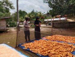 Dukung Para Petani Jagung, Bhabinkamtibmas Desa Lapodi Bantu Warga Panen Jagung