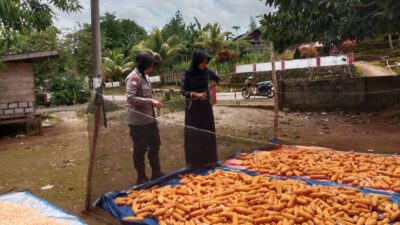 Dukung Para Petani Jagung, Bhabinkamtibmas Desa Lapodi Bantu Warga Panen Jagung