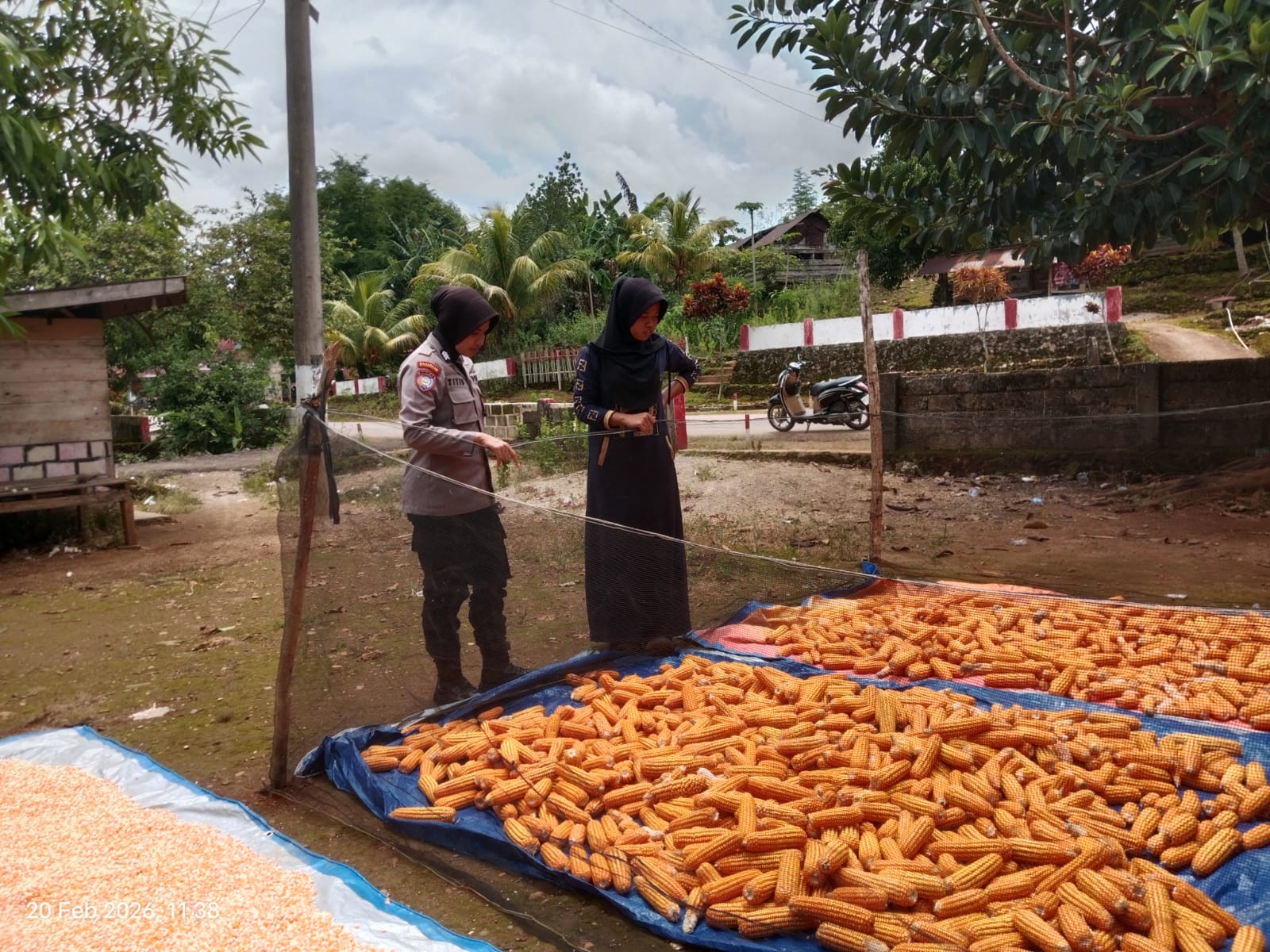 Dukung Para Petani Jagung, Bhabinkamtibmas Desa Lapodi Bantu Warga Panen Jagung