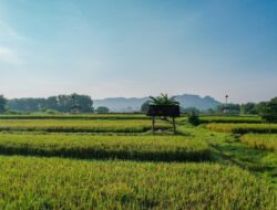 Kementerian ATR/BPN Dukung Swasembada Pangan Lewat Penguatan Kebijakan LBS, LP2B, dan LSD