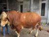 Presiden Prabowo Kurban Sapi Simental 1 Ton di Matanauwe