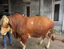 Presiden Prabowo Kurban Sapi Simental 1 Ton di Matanauwe