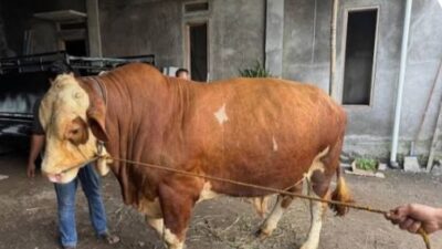 Presiden Prabowo Kurban Sapi Simental 1 Ton di Matanauwe