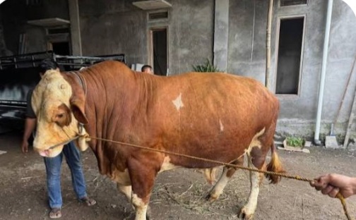 Presiden Prabowo Kurban Sapi Simental 1 Ton di Matanauwe