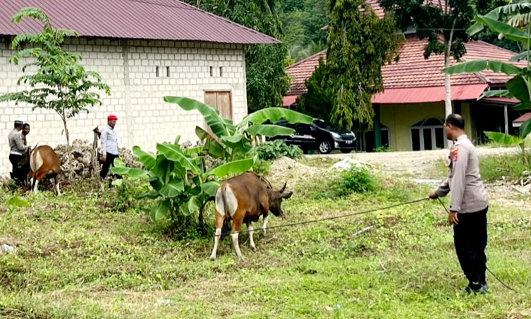 Kapolres Buton Tinjau Lokasi Penyembelihan Hewan Qurban untuk Masyarakat