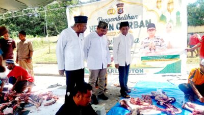 Polres Buton Sembelih 11 Sapi, Daging Disalurkan ke Warga