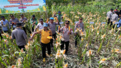 Pemda Bersama Polres Buton Panen Raya Jagung di Labuandiri