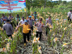 Pemda Bersama Polres Buton Panen Raya Jagung di Labuandiri