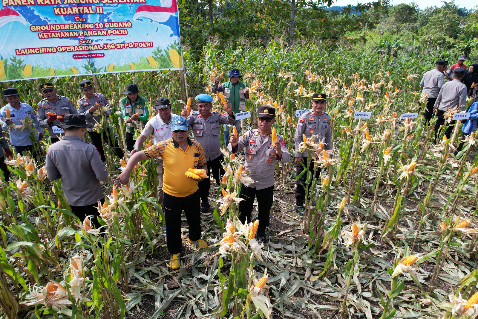 Pemda Bersama Polres Buton Panen Raya Jagung di Labuandiri