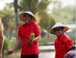PDI Perjuangan Baubau Tanam Padi Bersama, Siapkan Karing-Karing Jadi Lumbung Pangan